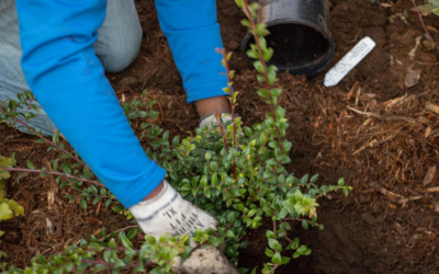 Rural subdivision and planting