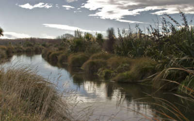 Rural Subdivision in Auckland- what’s the new Practise Note?